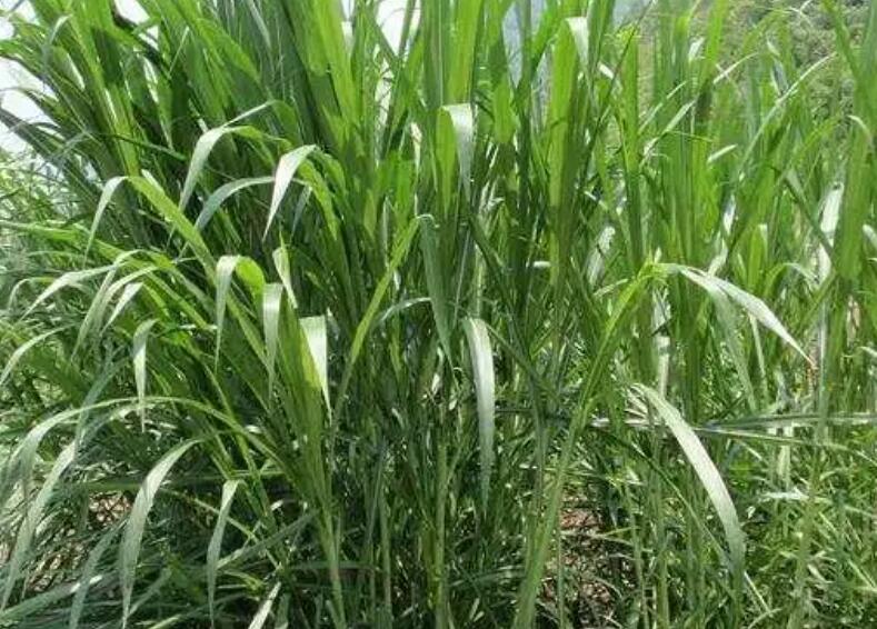 1647836717623078.jpg 3.jpg