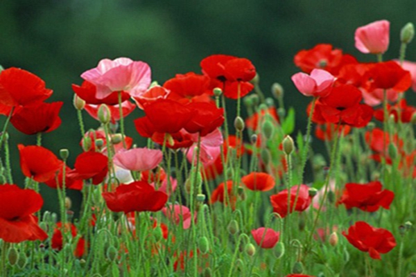 1648108226410463.jpg 1648108226410463.jpg