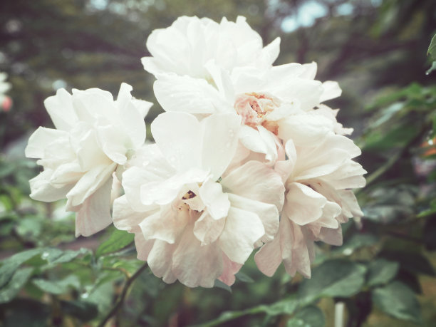 1648116685370930.jpg 1648116685370930.jpg