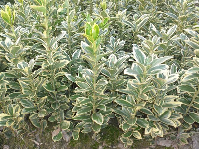 金邊黃楊 金邊黃楊