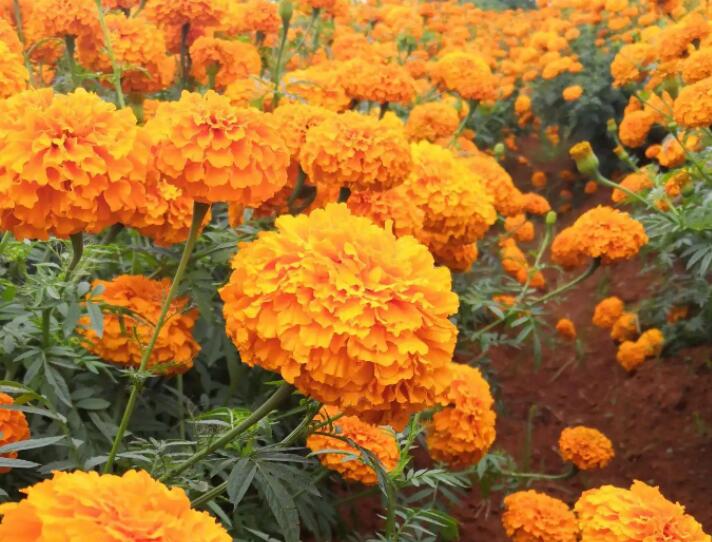 1649417620142037.jpg 3.jpg