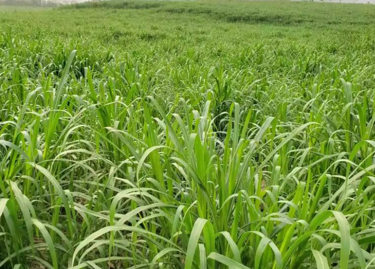 1649428665518675.jpg 1.jpg