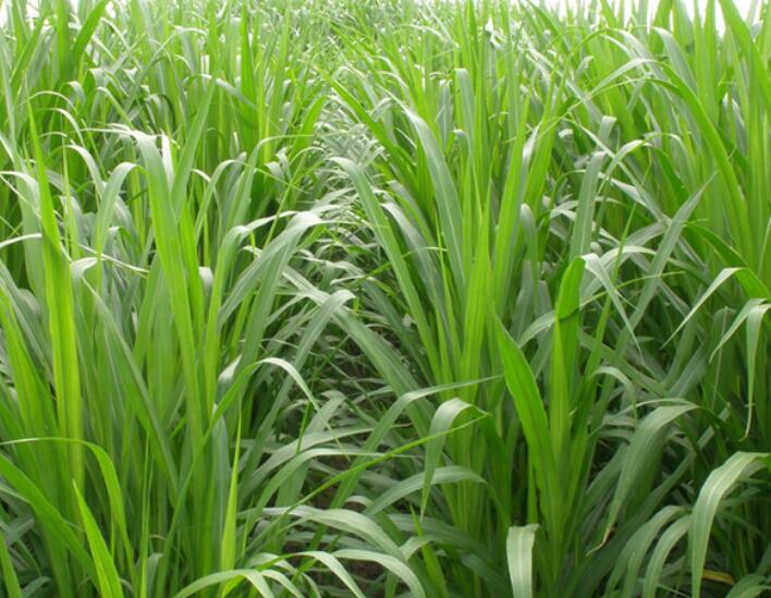 1649428674670740.jpg 2.jpg