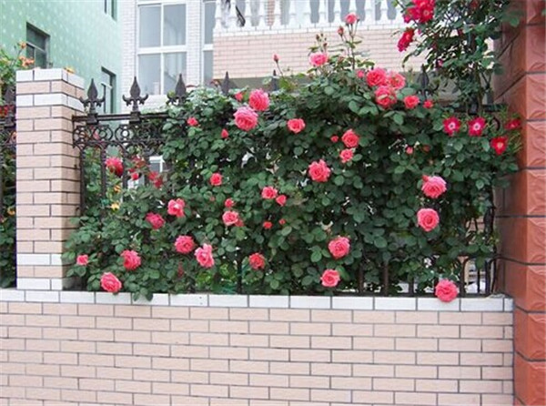 1649587460720751.jpg 91976384c5bab694cf487c4ea13a282e_8-1P315155256.jpg