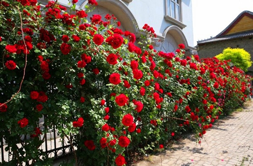 1649587494201096.jpg 1649587494201096.jpg