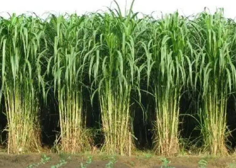 1649989110802089.jpg 1.jpg