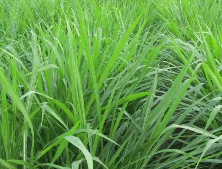 1649989117220969.jpg 2.jpg