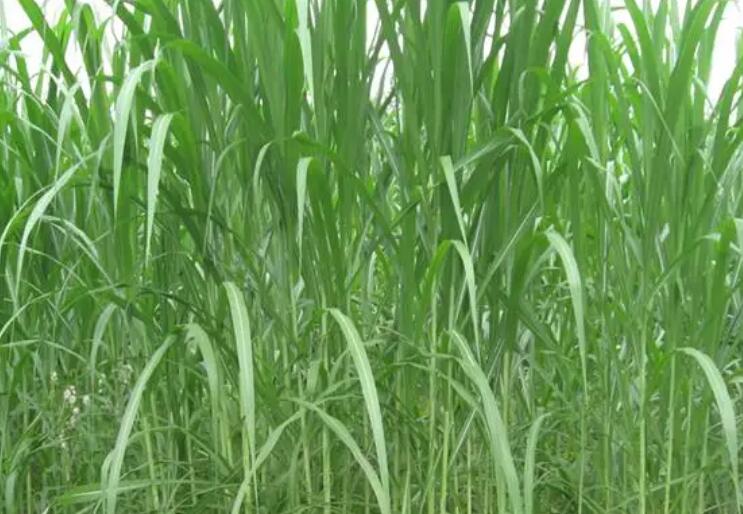 1649989125114265.jpg 3.jpg