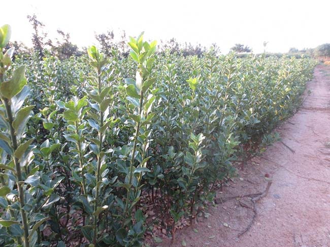 大葉黃楊 大葉黃楊