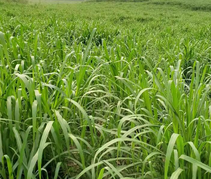 1650202489695401.jpg 1650202489695401.jpg