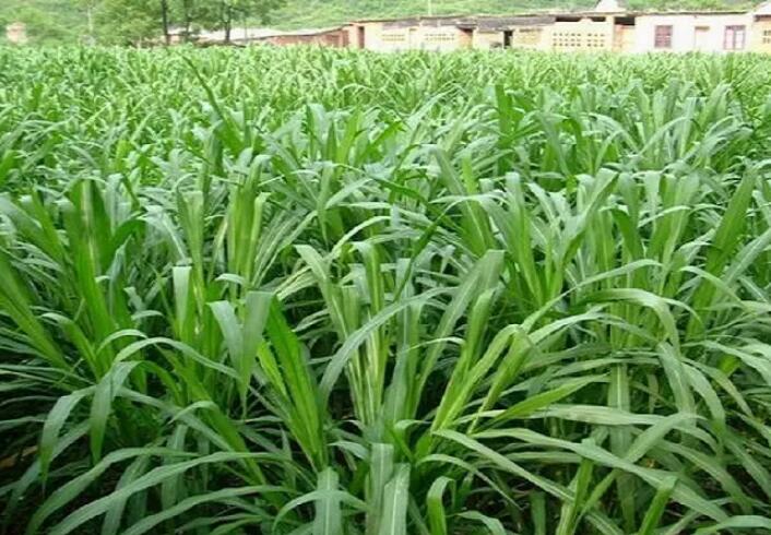 1650203727269839.jpg 1650203727269839.jpg