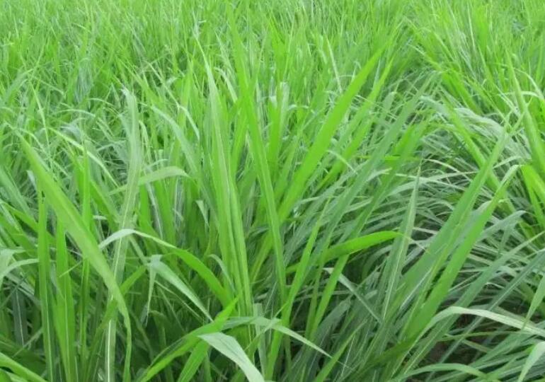 1650377574477785.jpg 2.jpg