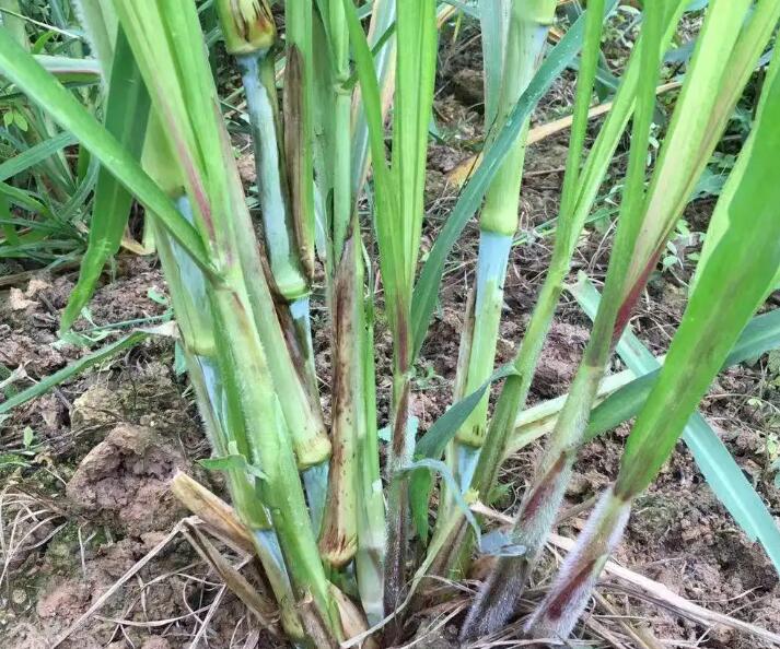 1650421697254929.jpg 3.jpg