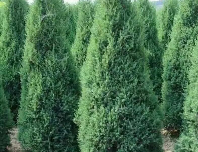 1650581595547287.jpg 1650581595547287.jpg