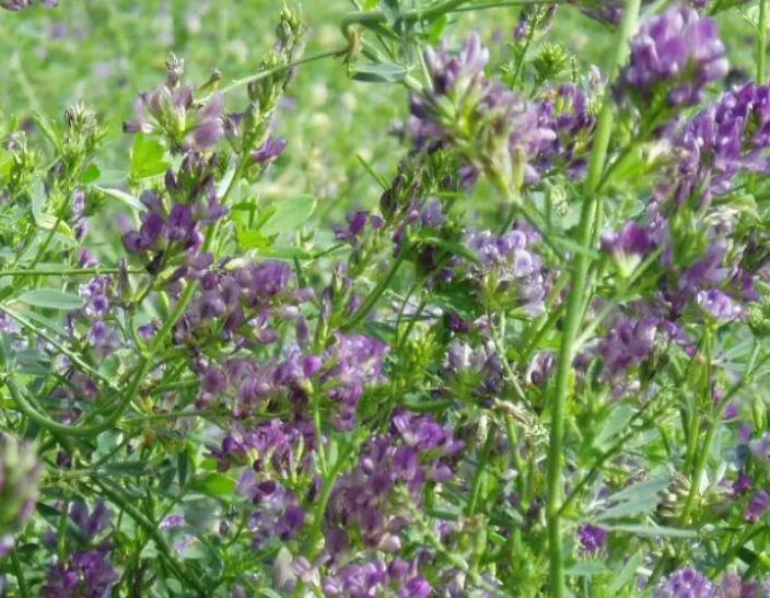 1651588846767092.jpg 3.jpg