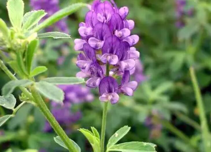 1652189618549746.jpg 1652189618549746.jpg