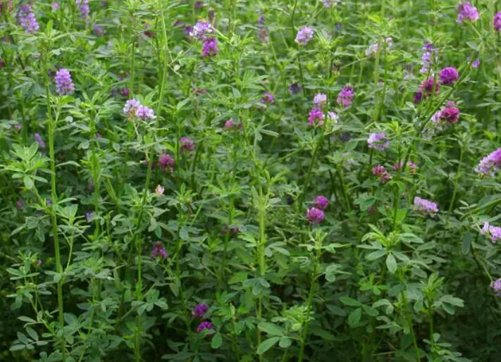 1652189625659984.jpg 1652189625659984.jpg