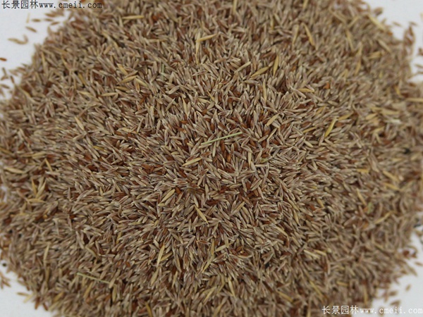 剪股穎種子圖片 剪股穎種子圖片