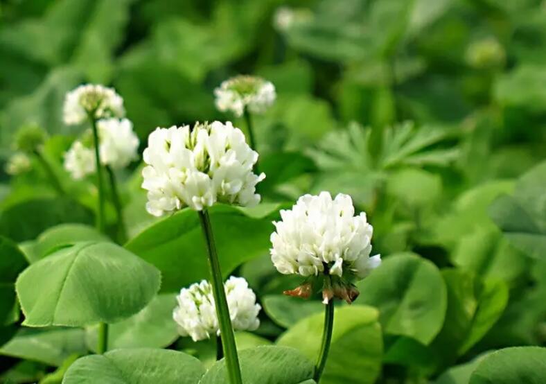 1652968948279695.jpg 1.jpg