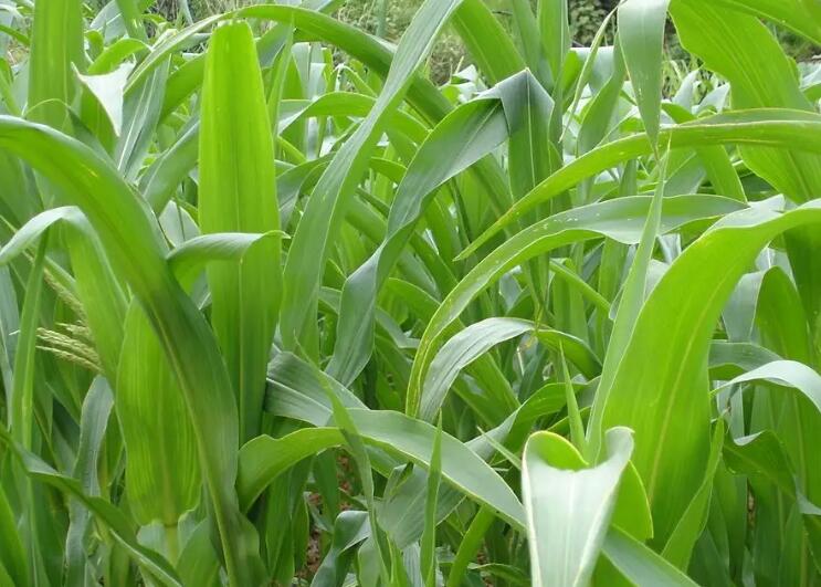 1653140358167413.jpg 1.jpg