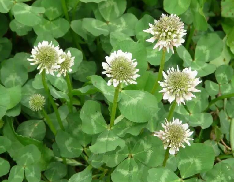 1653315552701458.jpg 1653315552701458.jpg