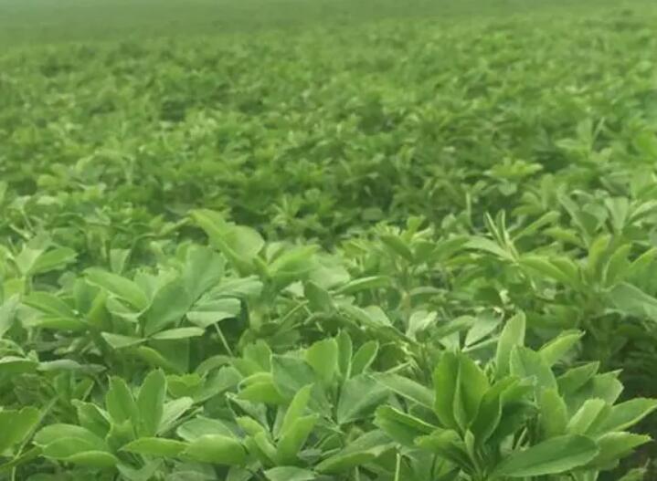 1653916941819985.jpg 3.jpg