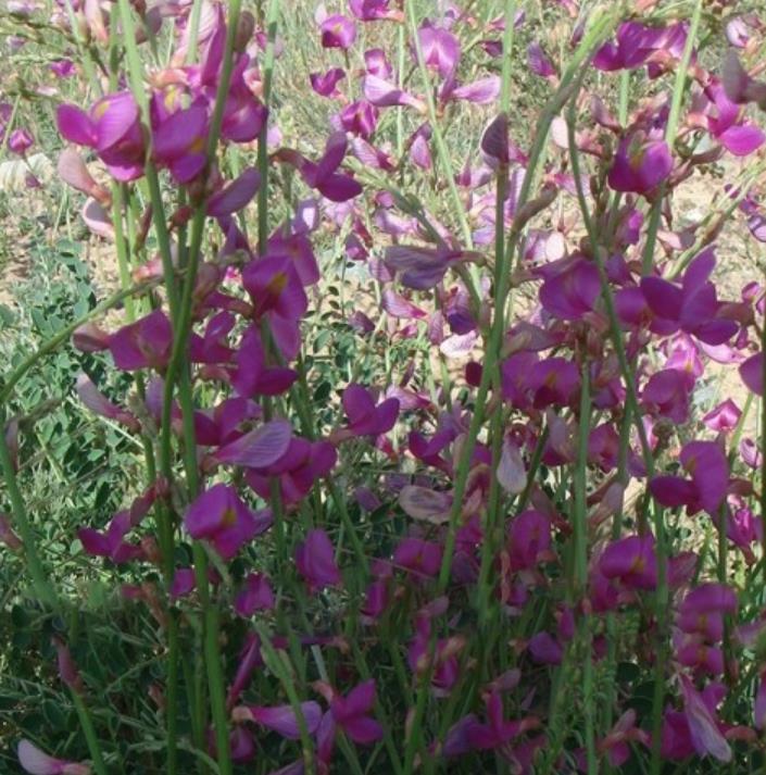 紅豆牧草 紅豆牧草