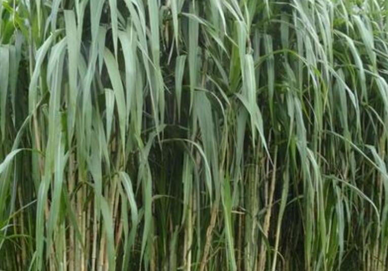 1654092447633794.jpg 1654092447633794.jpg