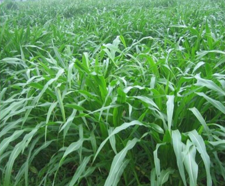 1654252458494948.jpg 1654252458494948.jpg