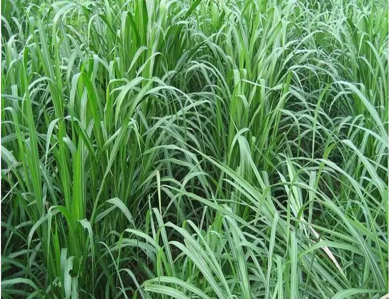 1654312198311688.jpg 1654312198311688.jpg