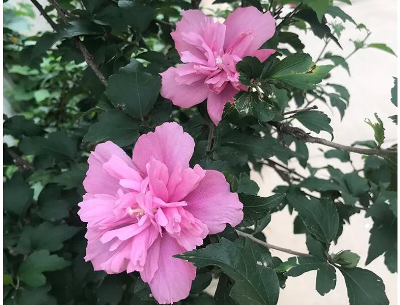 1657108297817398.jpg 1657108297817398.jpg