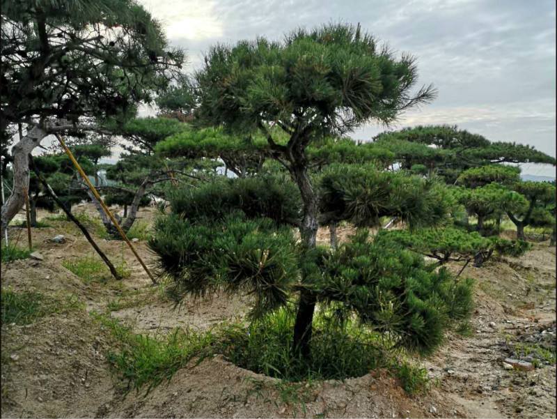 1658054027418246.jpeg 1658054027418246.jpeg