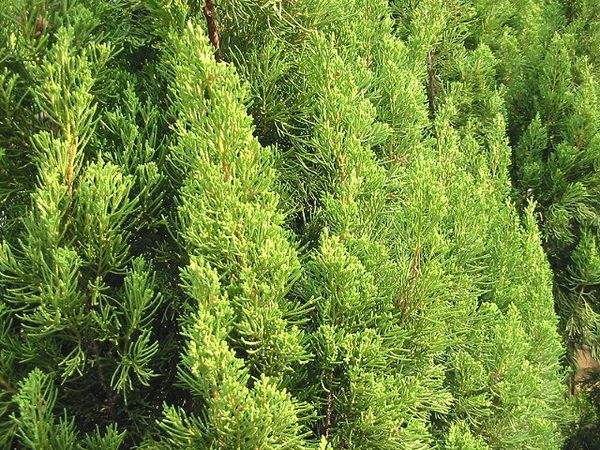 1658407509740724.jpeg 8b5ad8aff4c4c2f2a31d9f27b68cd7b2.jpeg