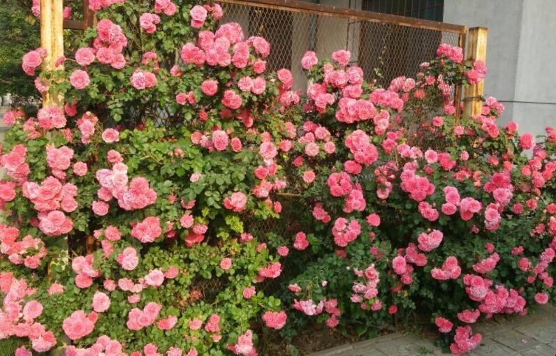 1658407789282072.jpeg 1658407789282072.jpeg