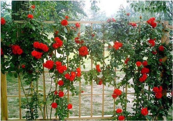 1658407807852094.jpeg 1658407807852094.jpeg