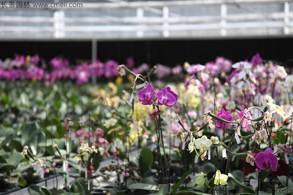 蝴蝶蘭種子發芽小苗圖片
