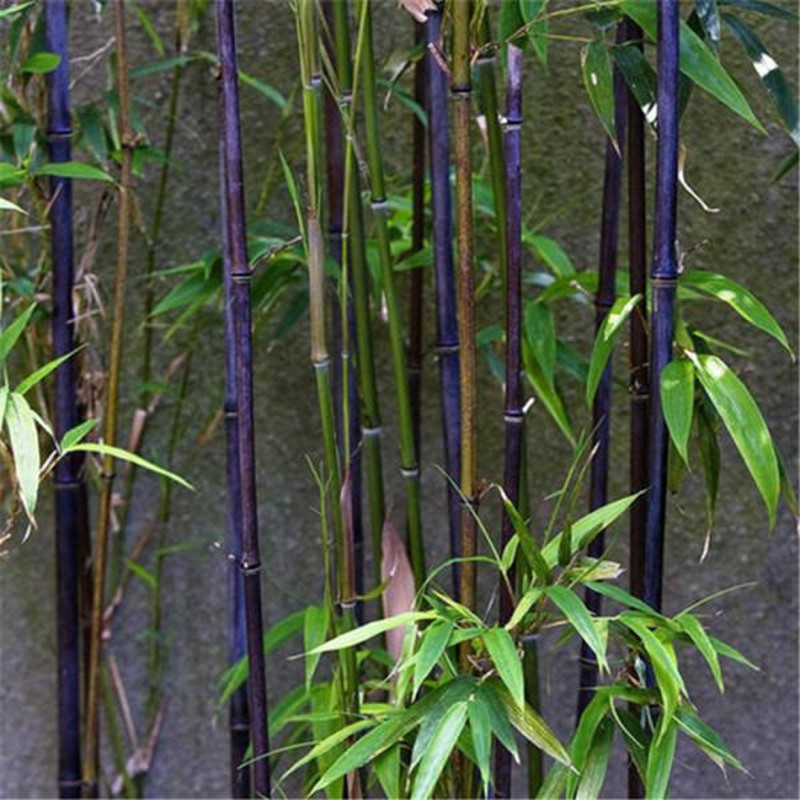紫竹 紫竹