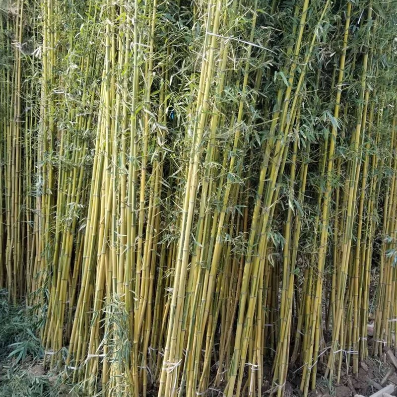 金鑲玉竹 金鑲玉竹