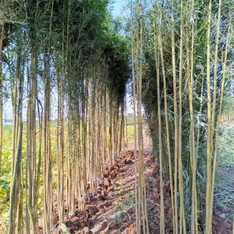 金鑲玉竹 金鑲玉竹