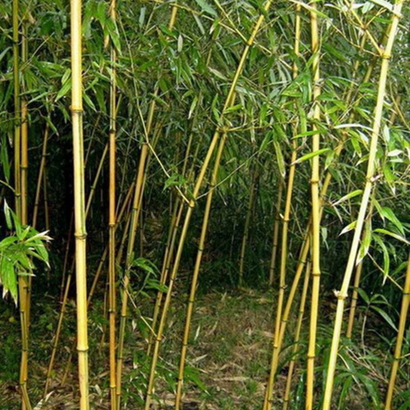 金鑲玉竹 金鑲玉竹