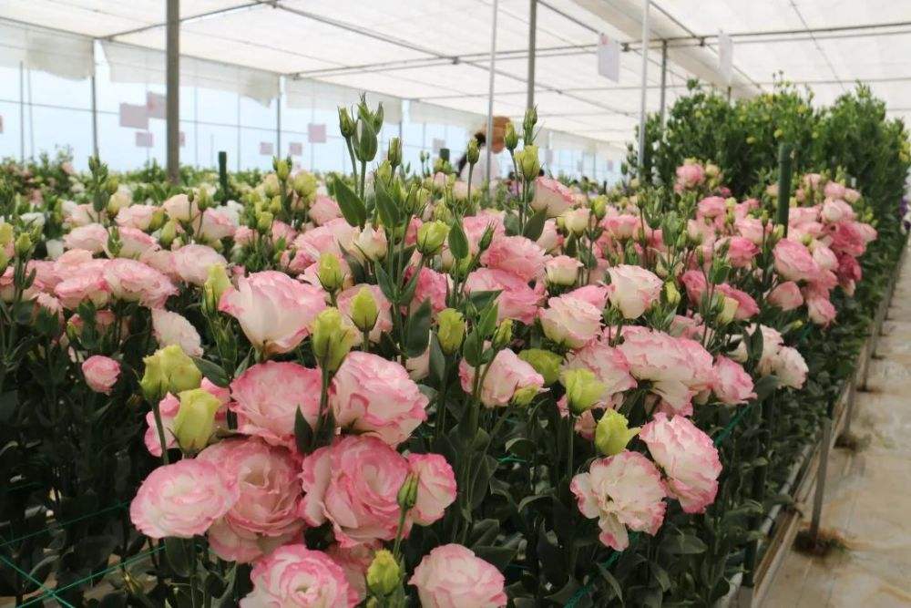 1659094394508126.jpeg 1659094394508126.jpeg