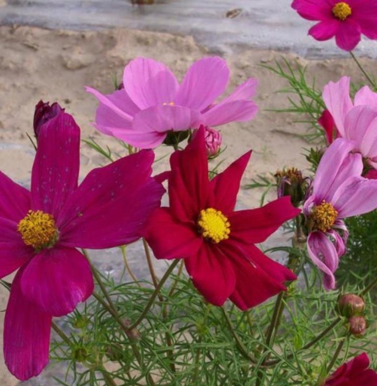 格?；?/></p><p style=