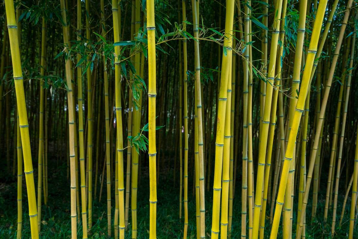 1660218500430829.jpeg 1660218500430829.jpeg