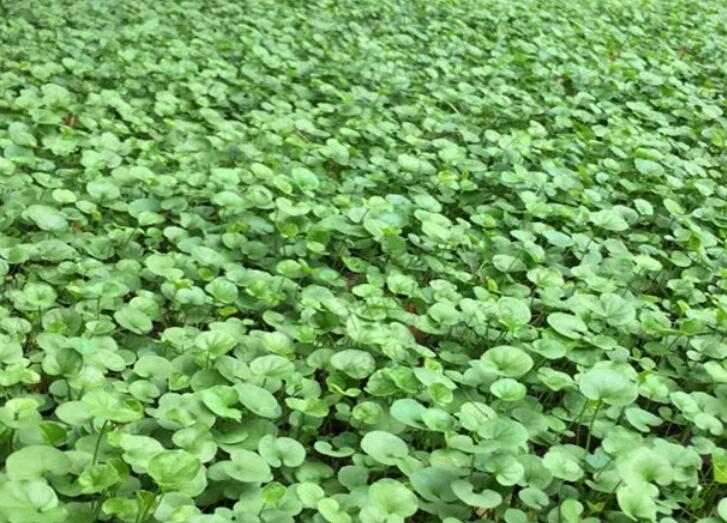 1661004471713711.jpg 1.jpg