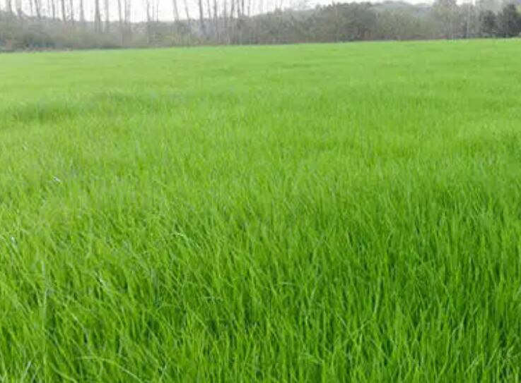 1661350445823387.jpg 1.jpg