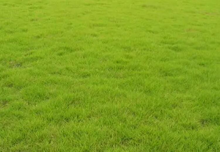 1661438987473271.jpg 結縷草11.jpg