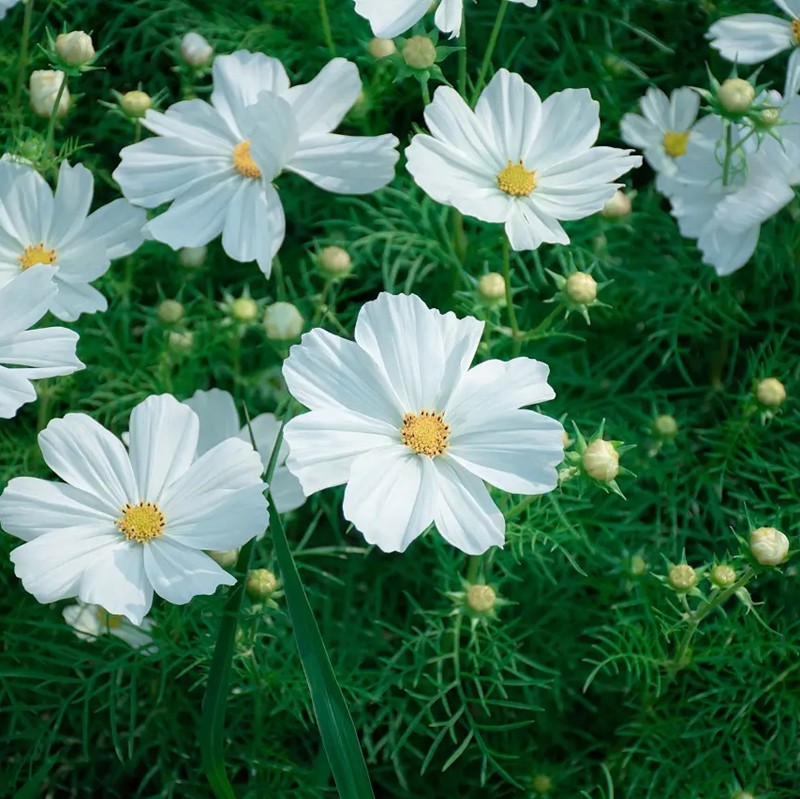 白波斯菊 白波斯菊