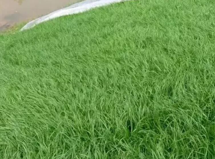 1661523064510772.jpg 3.jpg