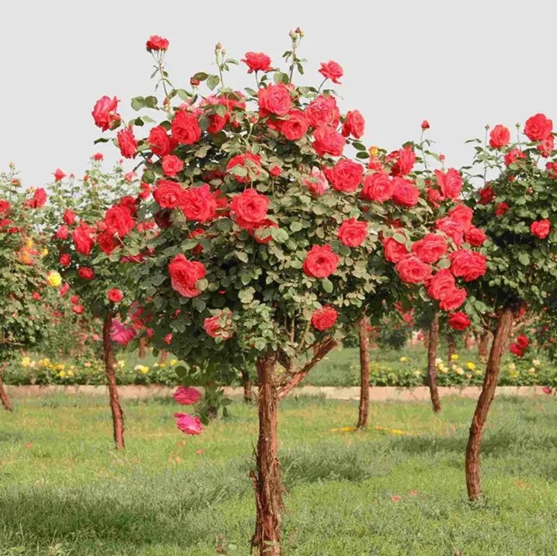 樹狀月季 樹狀月季