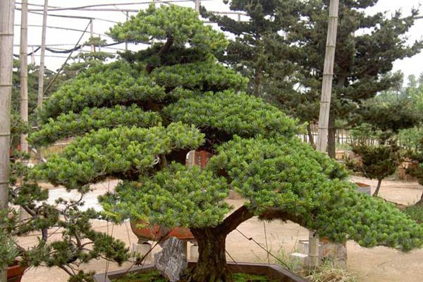 日本那須五針松